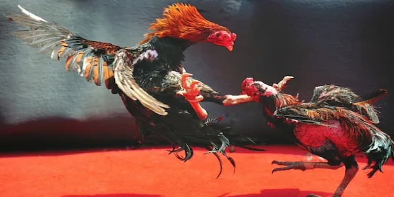 Đá gà cựa sắt 7m